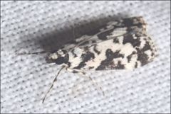 Eudonia aphrodes