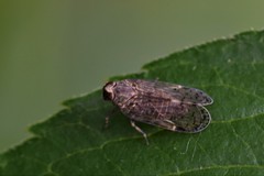 Melanoliarus placitus