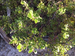 Arctostaphylos sensitiva