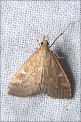 Udea hyalistis