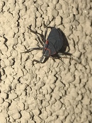 Melacoryphus rubicollis