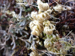 Homalothecium aureum