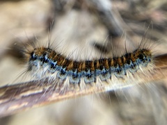 Malacosoma constricta