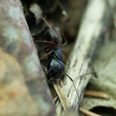 Camponotus herculeanus