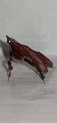 Galasa nigrinodis