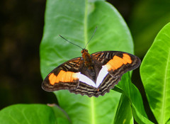 Adelpha plesaure