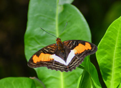Adelpha plesaure