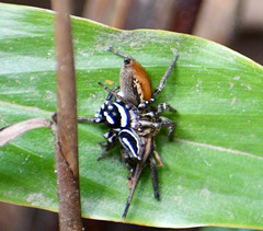 Leptofreya