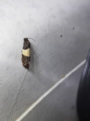 Epiblema tripartitana