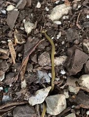 Diversibipalium multilineatum