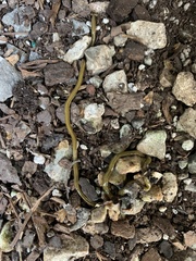 Diversibipalium multilineatum