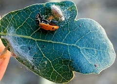 Dinocampus coccinellae paralysis virus