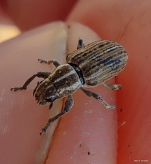 Sitona puncticollis