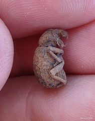 Brachycerus hermoniacus