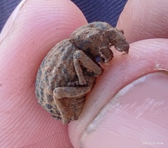 Brachycerus hermoniacus