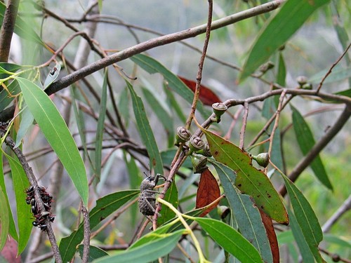 Image of Eucalyptus wilcoxii by (c) Max Campbell, some rights reserved (CC BY)