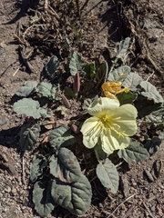 Oenothera xylocarpa