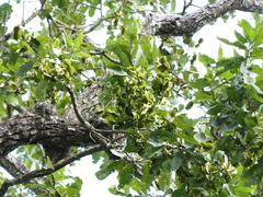Terminalia elliptica