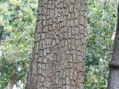 Terminalia elliptica