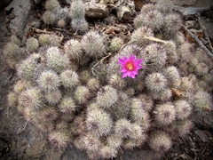 Mammillaria mazatlanensis