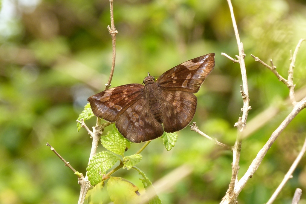 Lesser Sicklewing