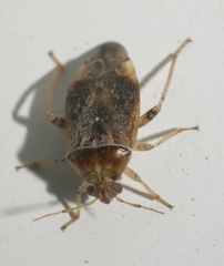 Agnocoris