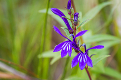Lobelia sessilifolia