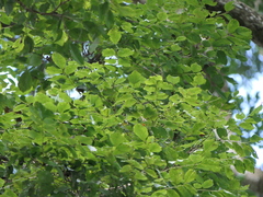 Dalbergia latifolia
