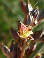 Juncus phaeocephalus