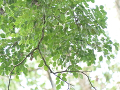 Dalbergia latifolia