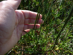Juncus phaeocephalus