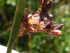 Juncus phaeocephalus