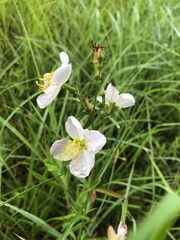 Rhexia mariana mariana