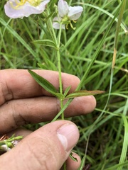 Rhexia mariana mariana