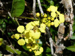 Stigmaphyllon emarginatum