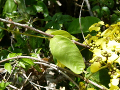 Stigmaphyllon emarginatum