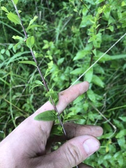 Solidago ulmifolia ulmifolia