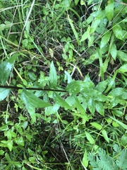 Solidago ulmifolia ulmifolia