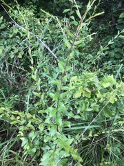 Solidago ulmifolia ulmifolia