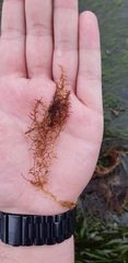 Chondria dasyphylla