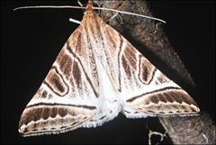 Phrataria replicataria