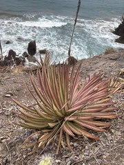 Agave colimana