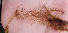 Chondria dasyphylla