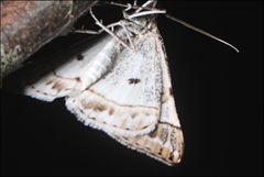 Phrataria replicataria