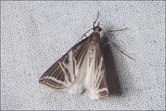 Phrataria transcissata