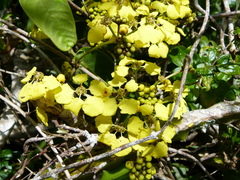 Stigmaphyllon emarginatum