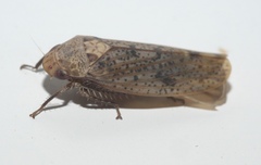 Ponana