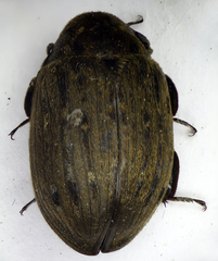 Byrrhus pilula