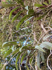 Plectorrhiza tridentata