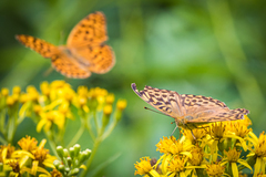 Argynnis paphia
